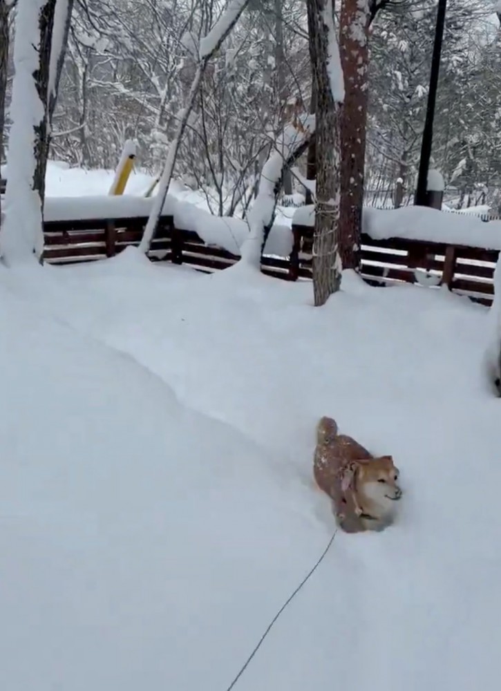 雪の中に埋もれる柴犬