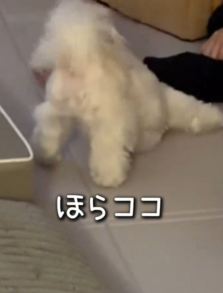 横になっている飼い主の手に自分の頭を当てる犬