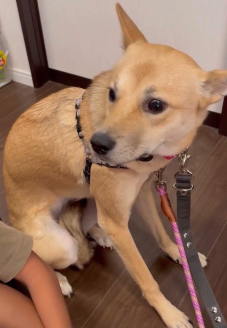 野犬を家族に迎えたら…