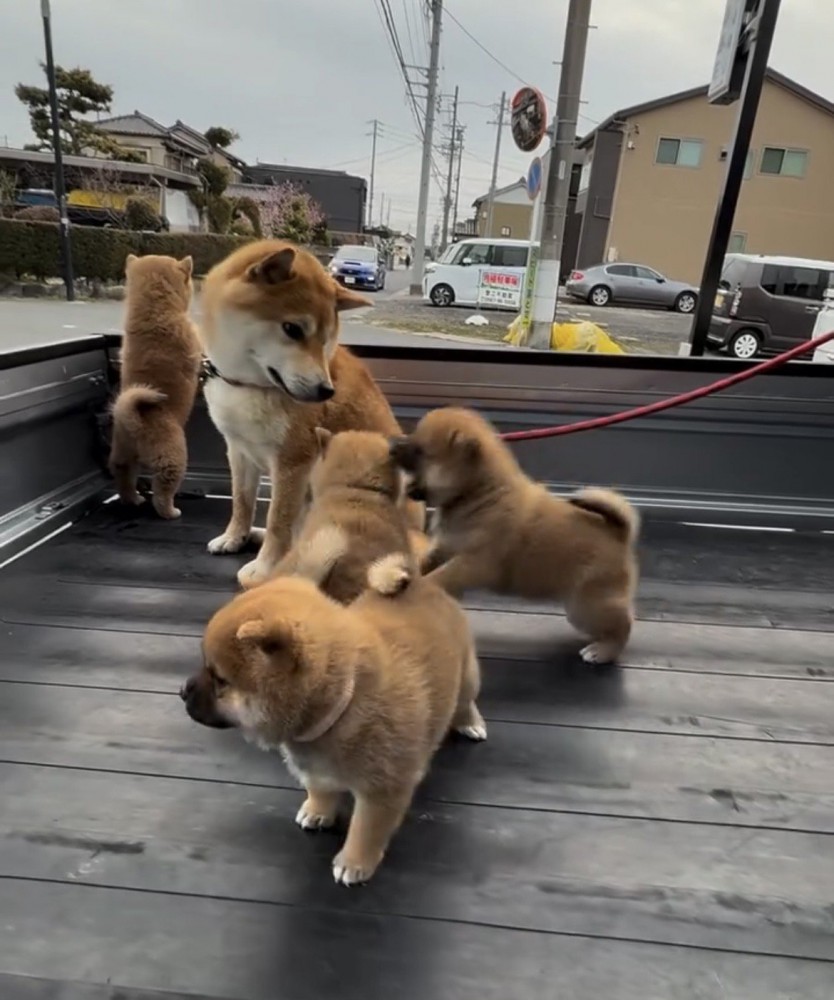 子犬たちを見守る犬