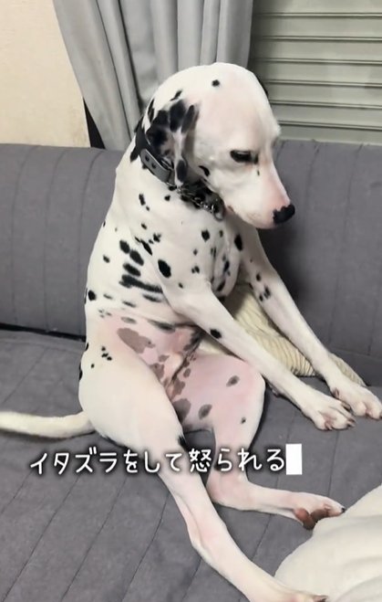 ソファにおじさんのように座りながらカメラを持つ飼い主をチラ見するダルメシアン