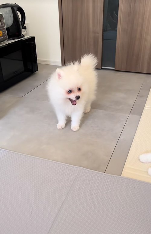 あくびをする子犬
