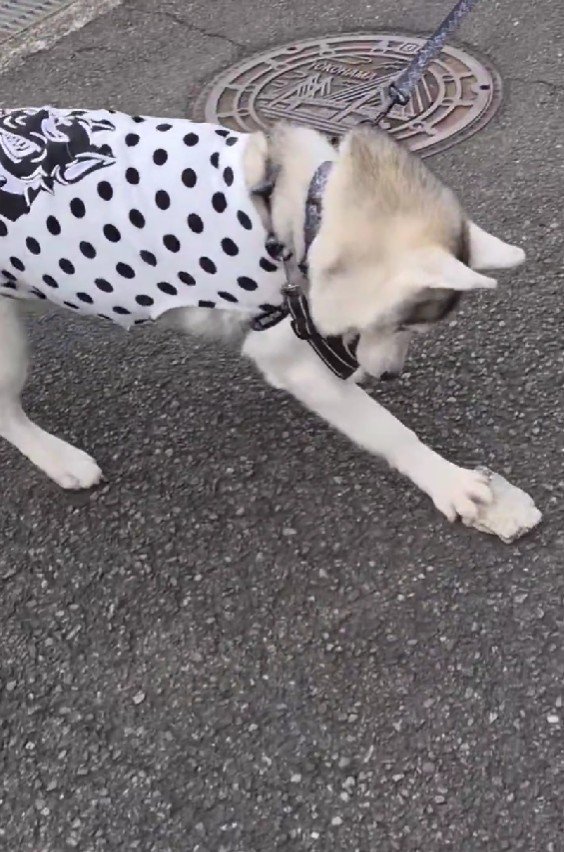 「家に持って帰ろう！」