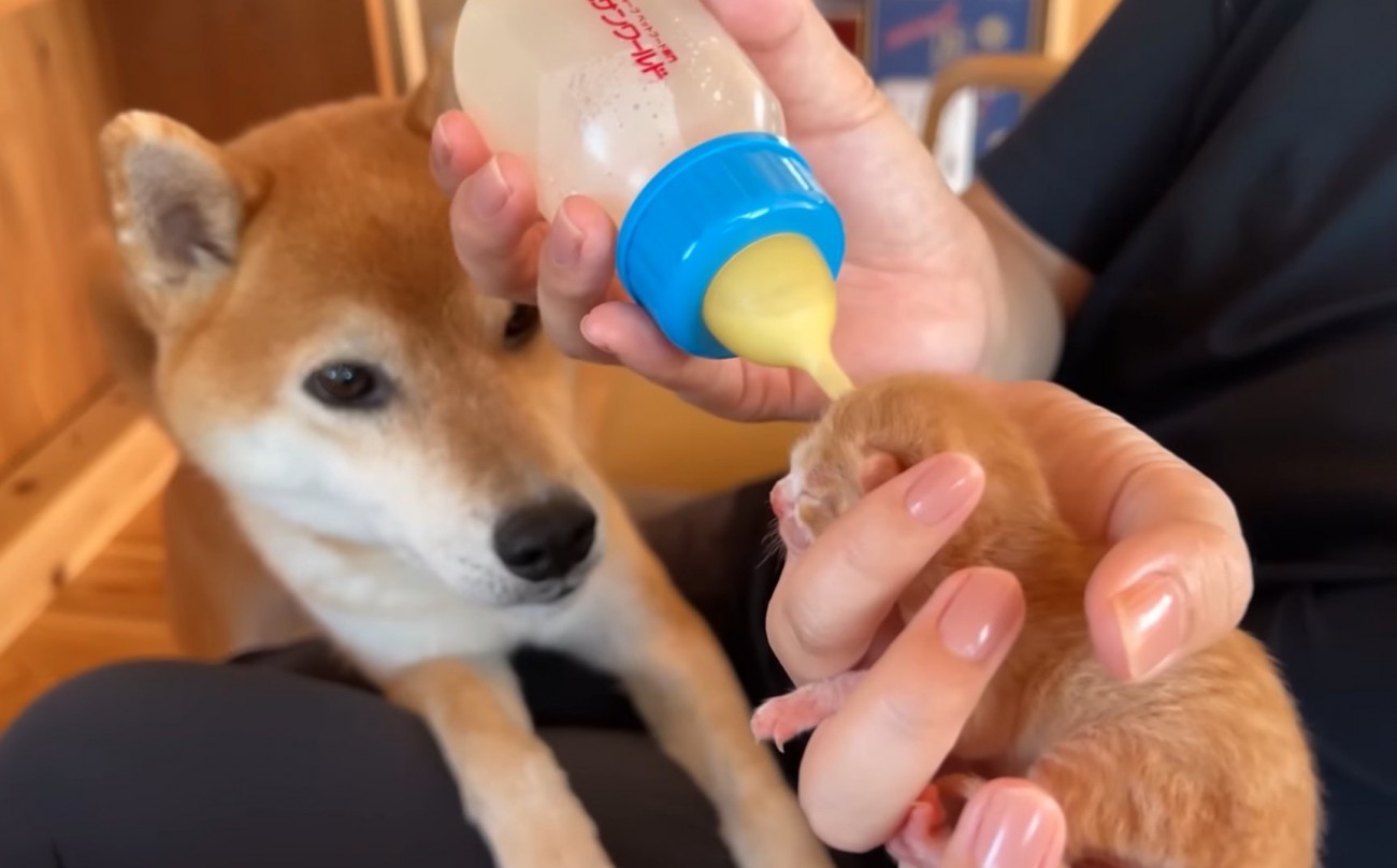 赤ちゃん猫を見つめる柴犬