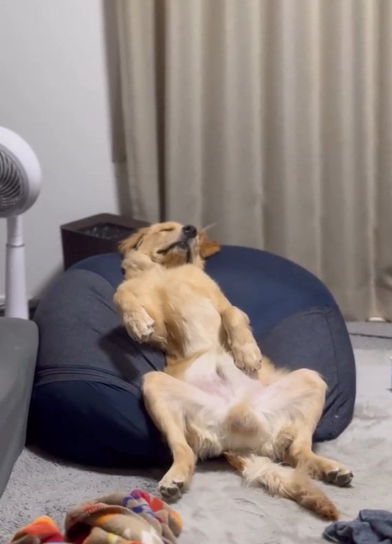 オッサンのようなロキくん