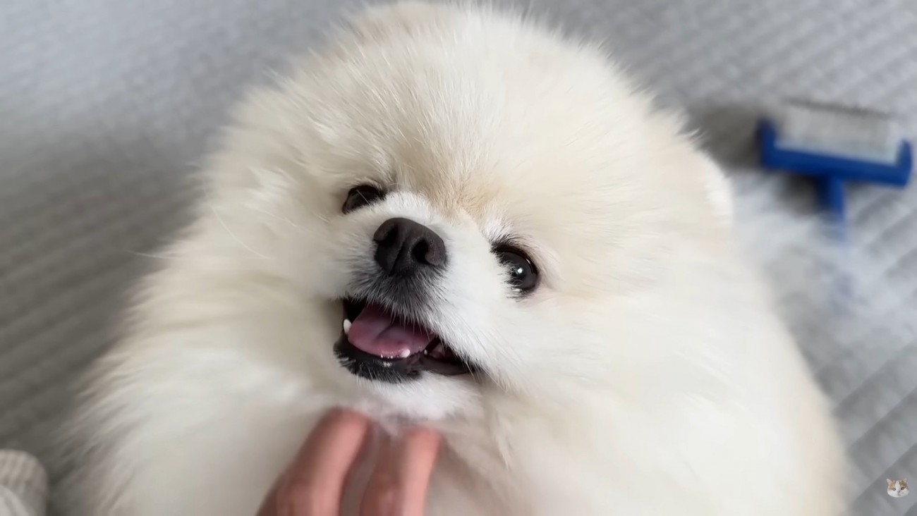 飼い主さんに撫でられてニコニコ♡