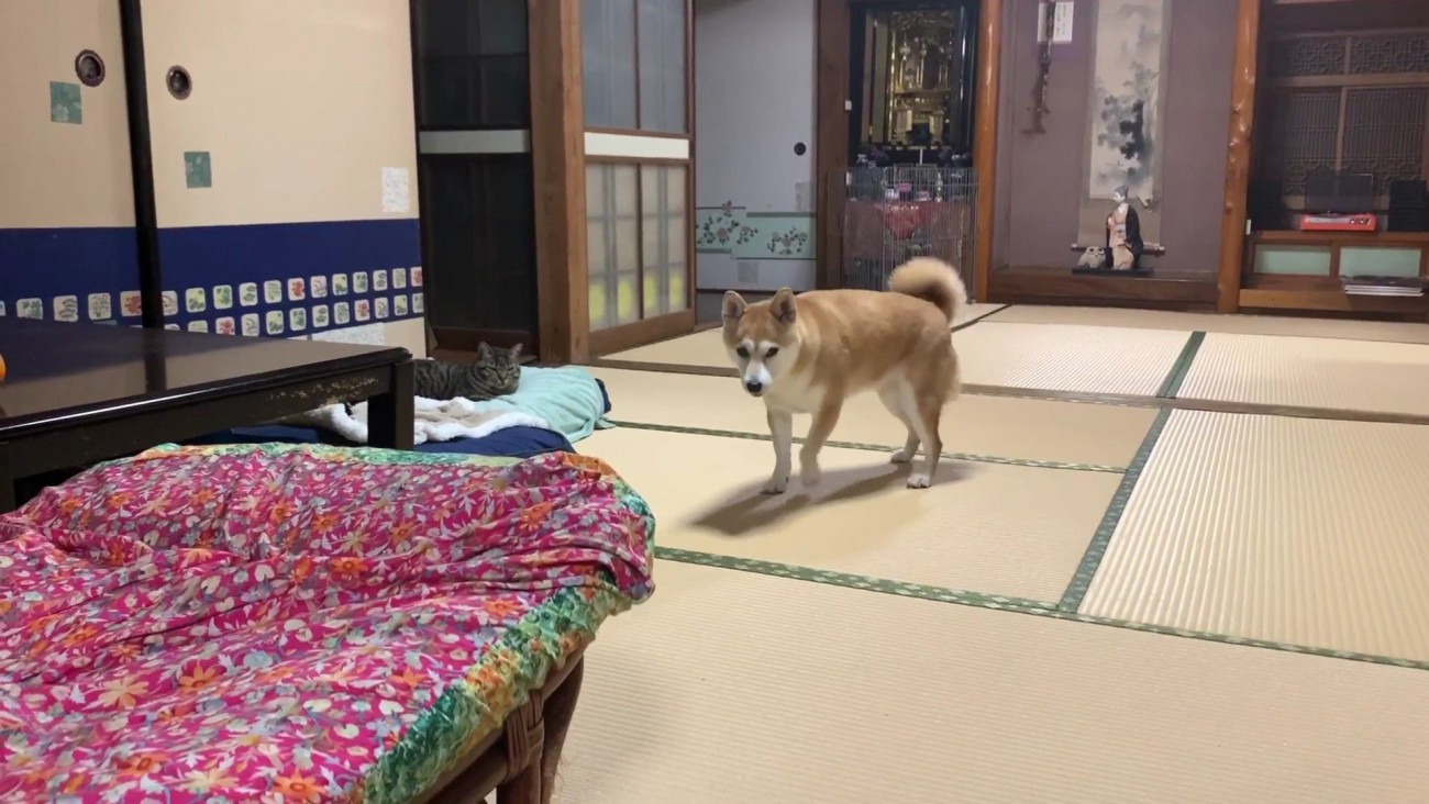 諦めたみたい！！