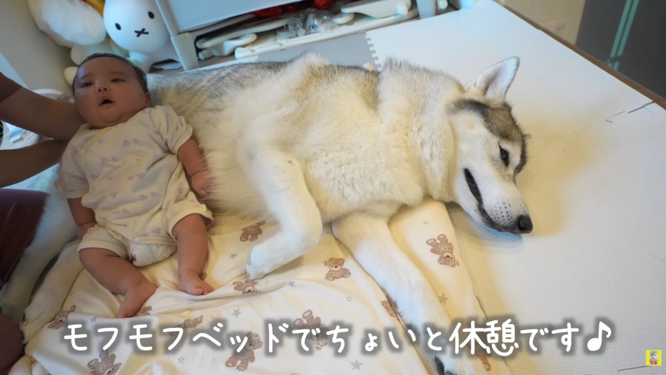 モフモフベッドでひとやすみ