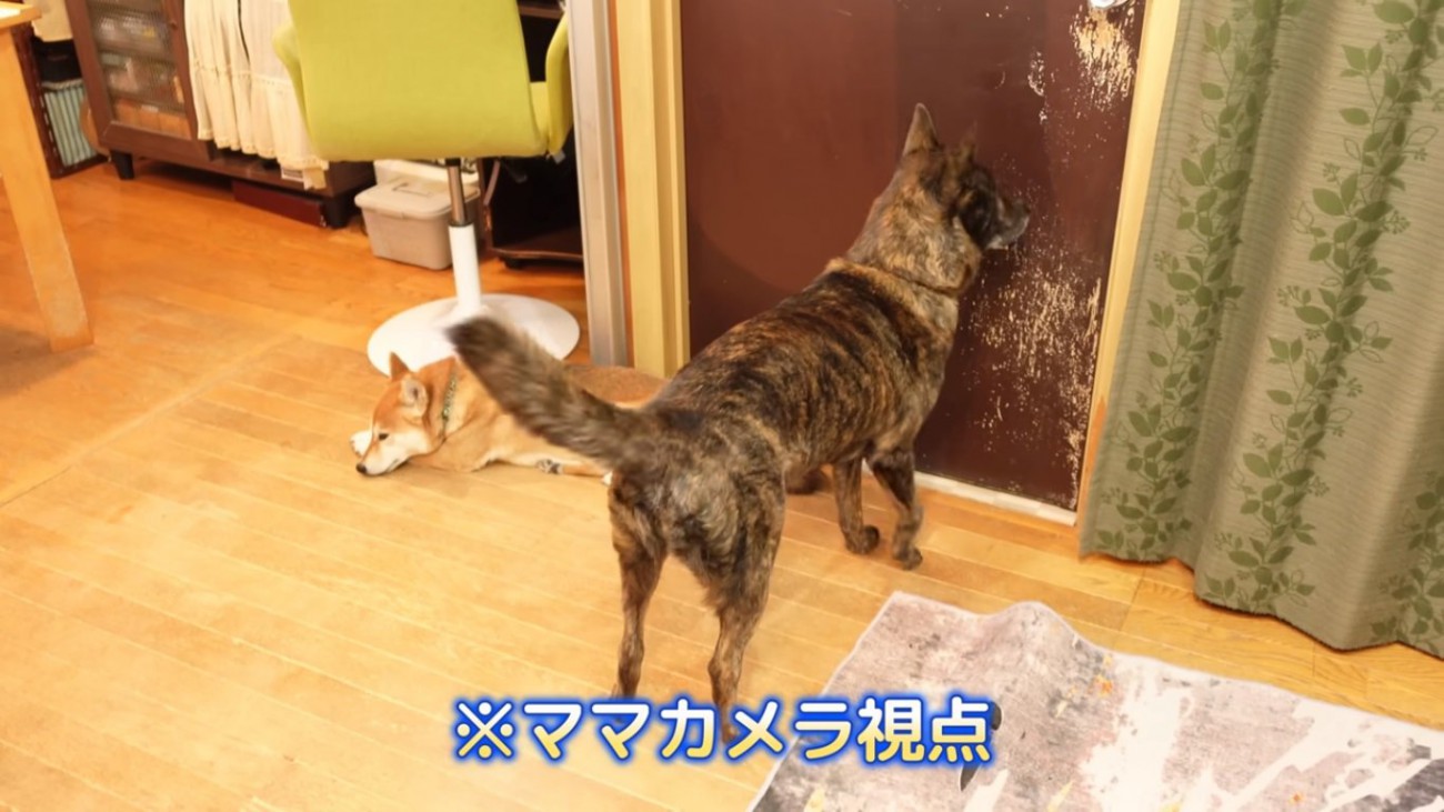 何かを察知しているハルヱちゃん