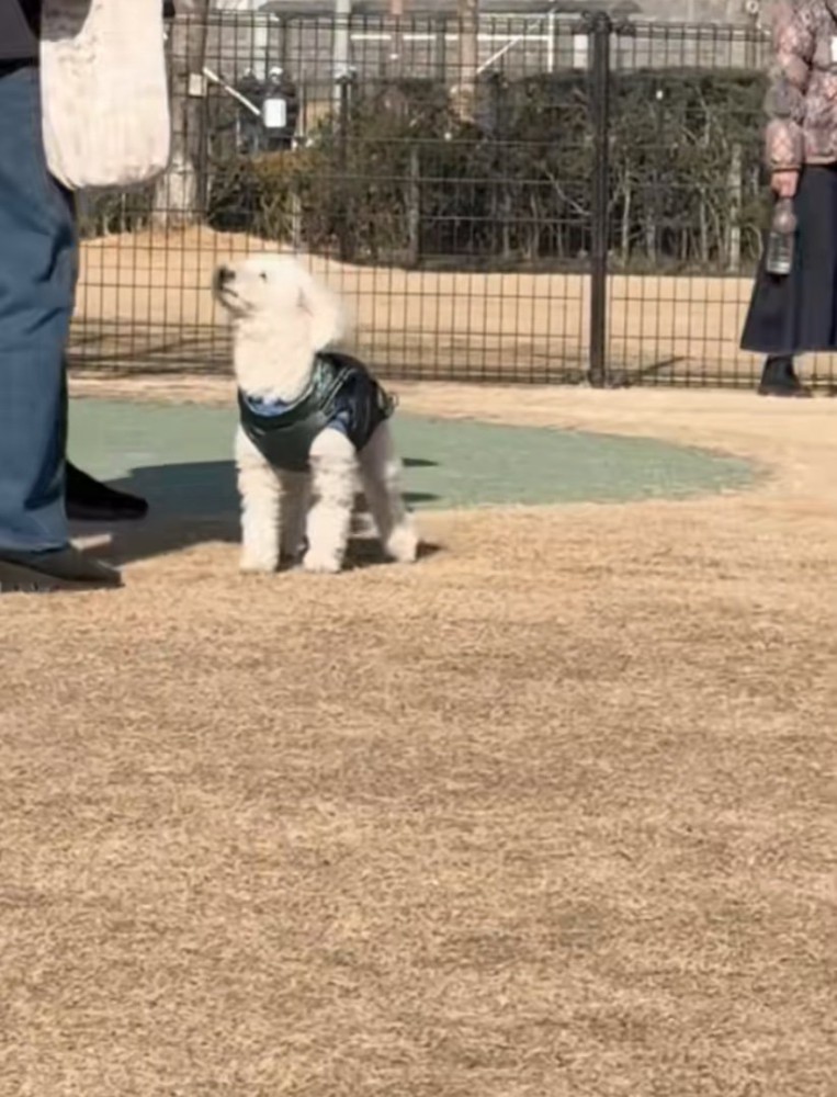 目の前の人を見上げる犬2