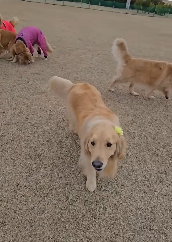 おっとりなにこちゃん