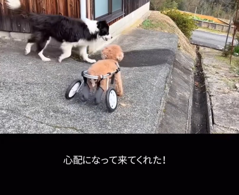 心配して近くに行く犬