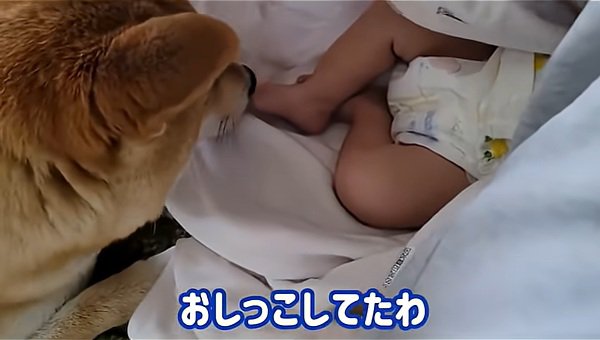 異変に気付いたわらびちゃん