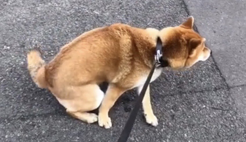 歩道に座り込む犬