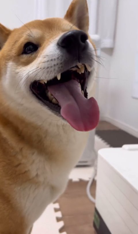 機械を見て笑顔の柴犬