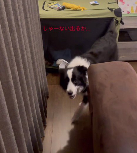 赤ちゃんに盗られちゃった！！