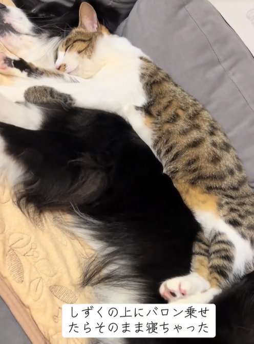 眠る中型犬と猫