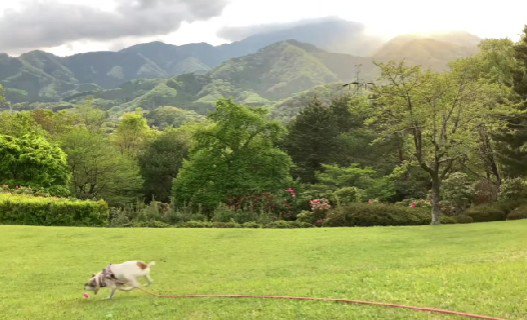 投稿主さんがお世話することに