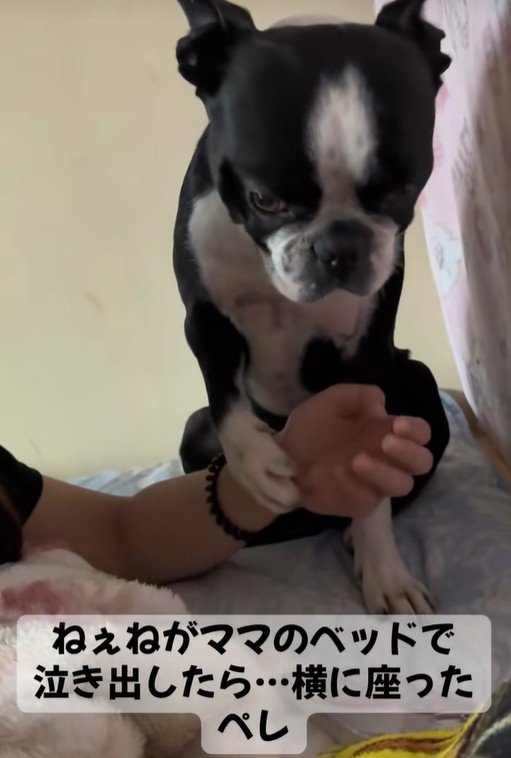 お姉ちゃんを心配するペレくん