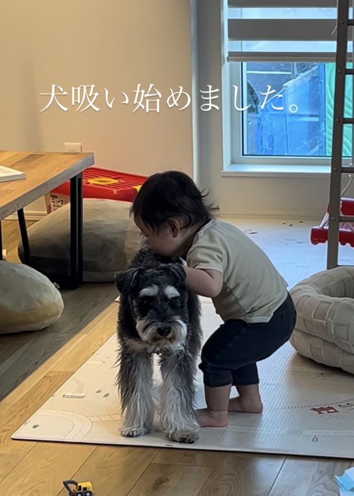 シュナウザーの背中を嗅ぐ赤ちゃん