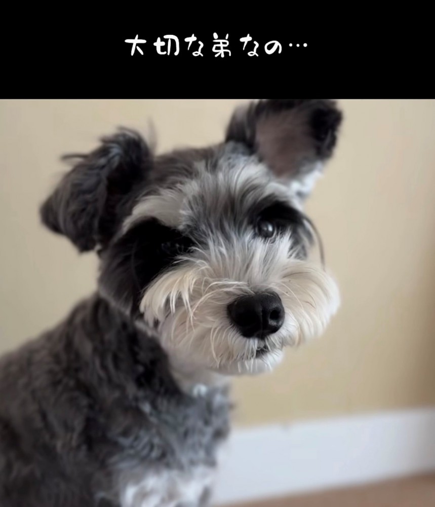 やさしい表情で見つめる犬のアップ
