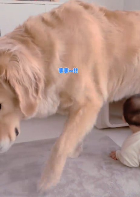 小屋から出る犬