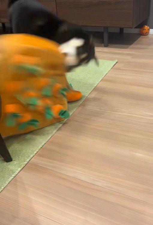 知育おもちゃで遊ぶくろべえ君4