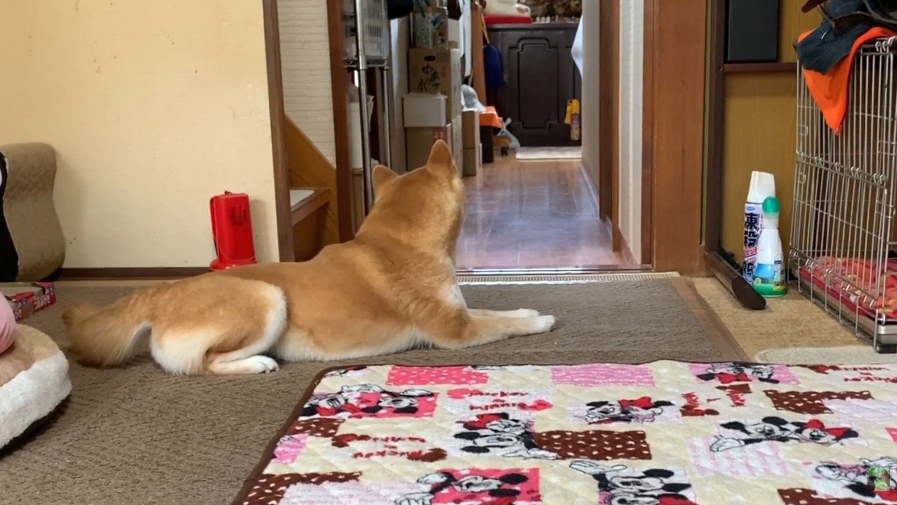 外で犬が吠えた瞬間、番犬モードに！