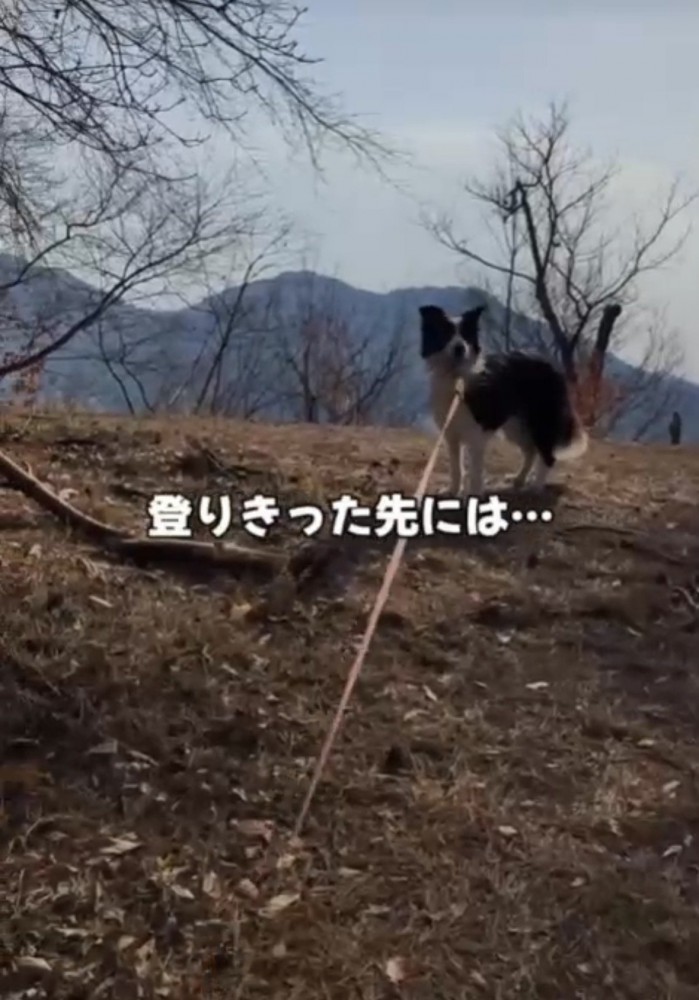 登り切った犬