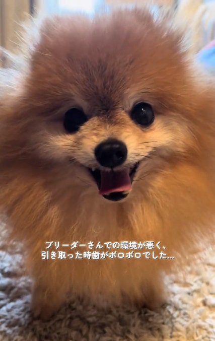 歯がボロボロだったうにくん