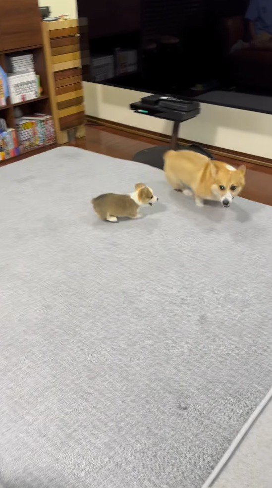 走る成犬と、成犬を追いかける子犬