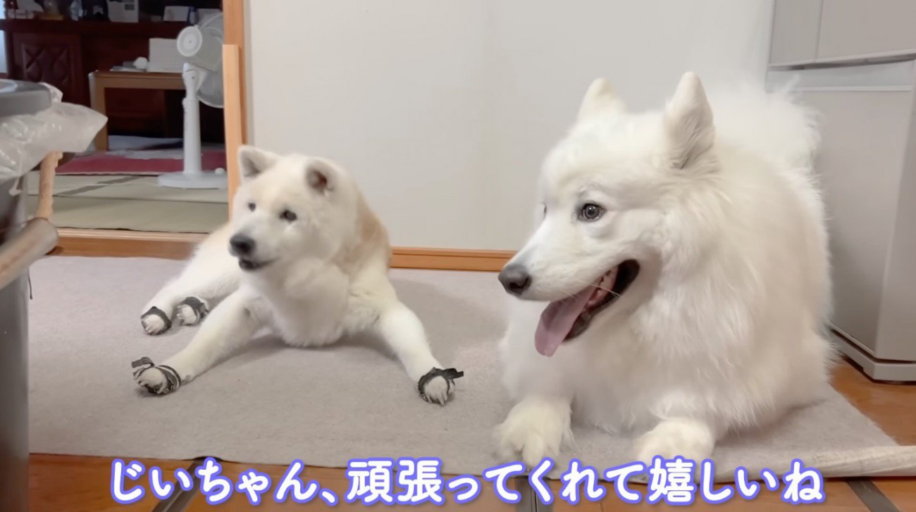 おじいちゃんの作業を遠巻きに見守る2頭の犬