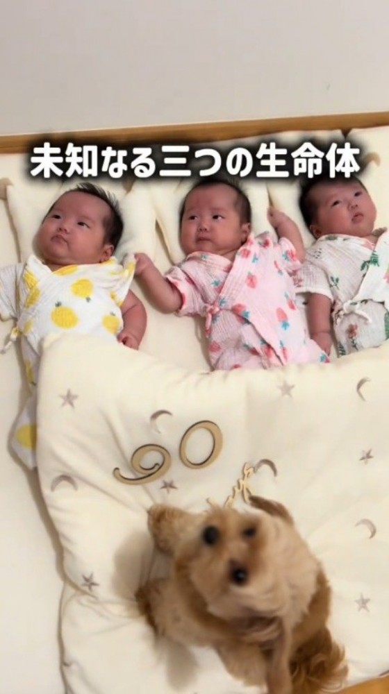 布団に並んで寝ている3人の赤ちゃんと、そばに座る犬