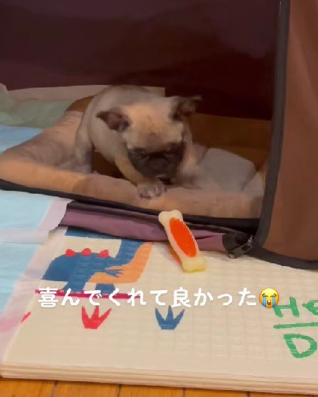 幸せそうなはちくん