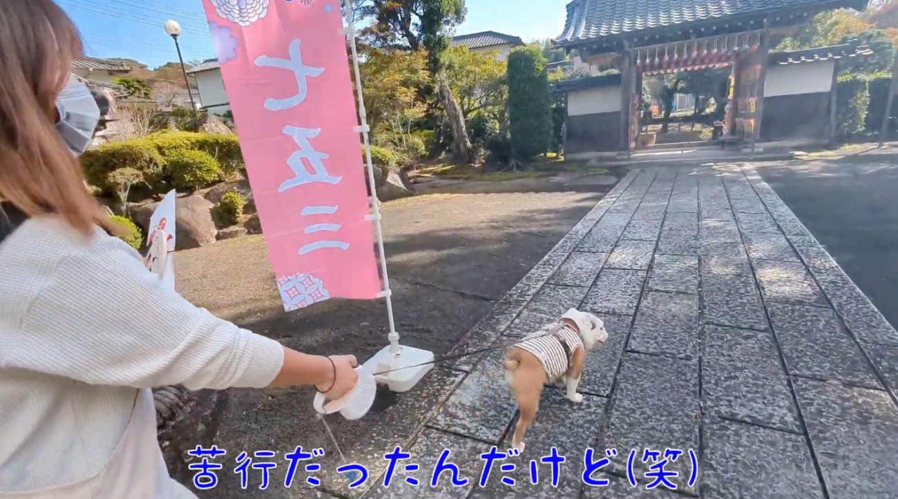 お寺の出口へ向かって歩く妹犬