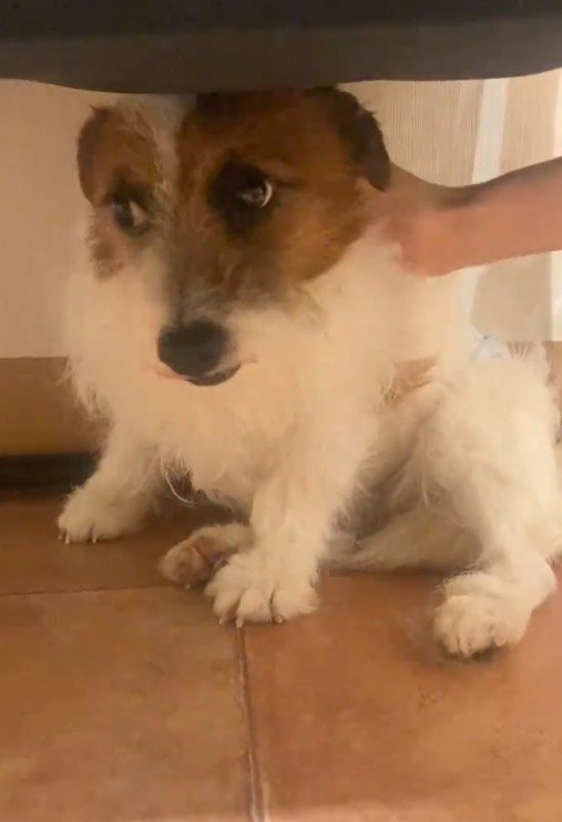 怯えた表情をしていました