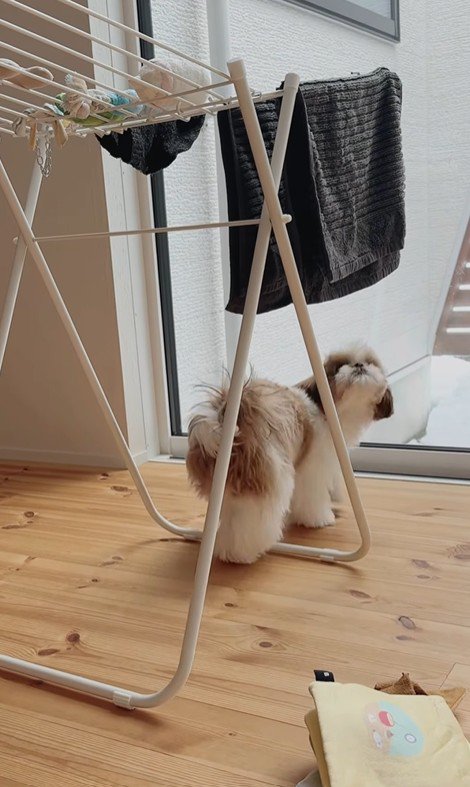 おもちゃを干した時のちゃぽちゃん4