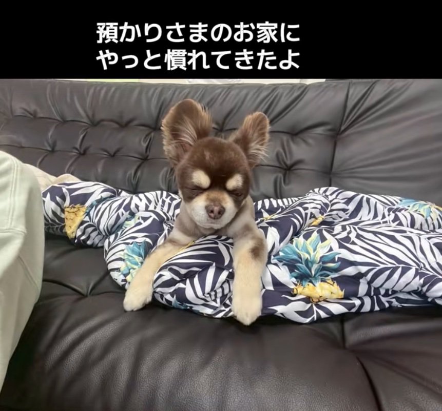 ウトウトする老犬