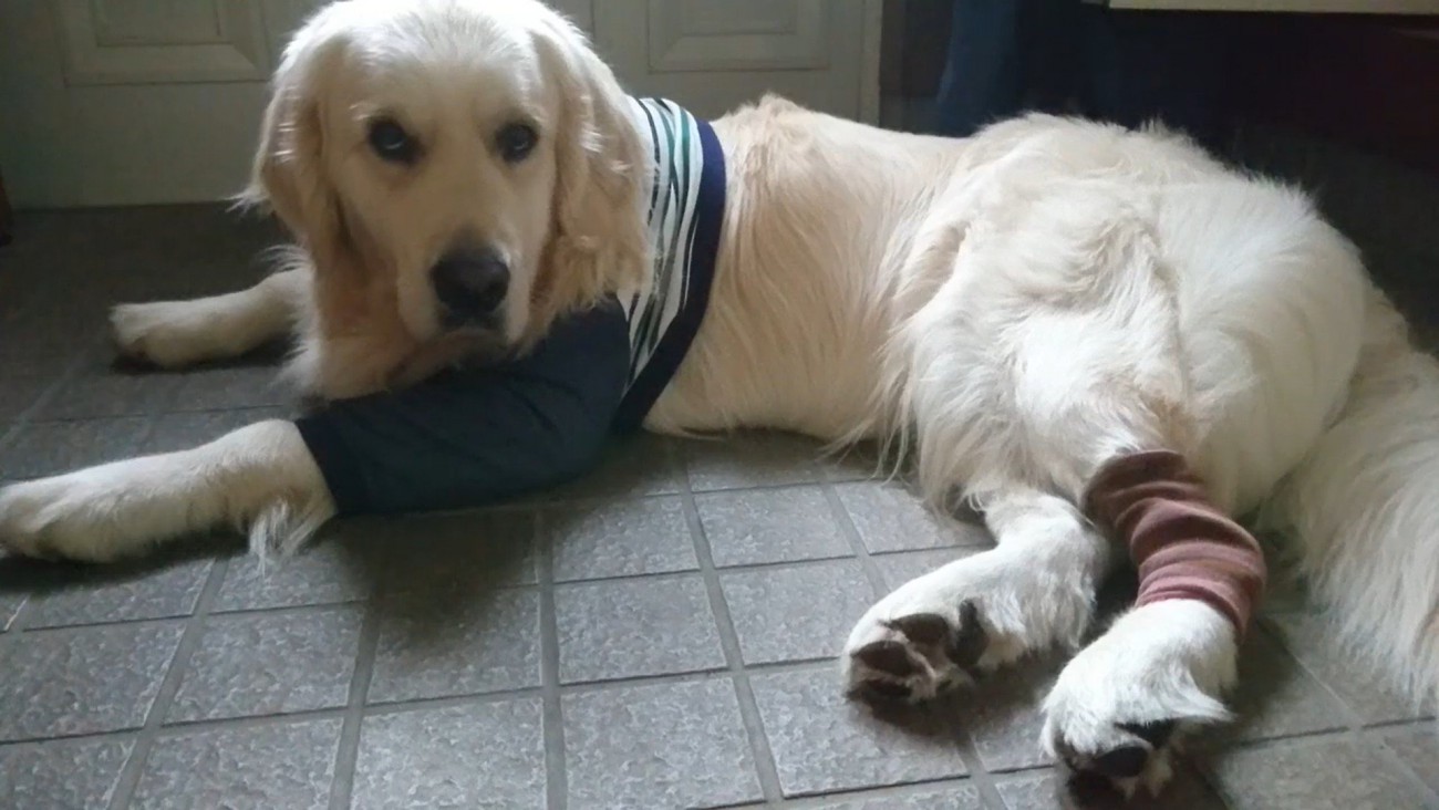 ギンちゃんの表情の変化