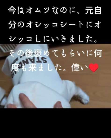 「できたよ！ほめて！」