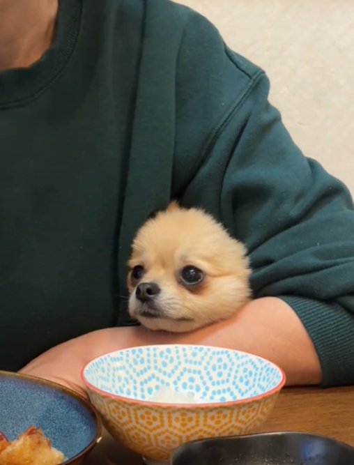見つめる犬2