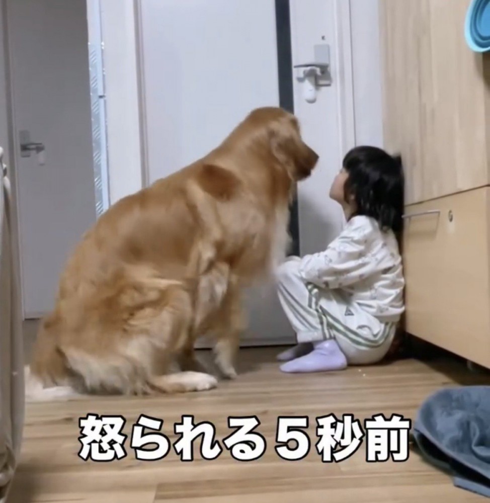 座る犬と女の子