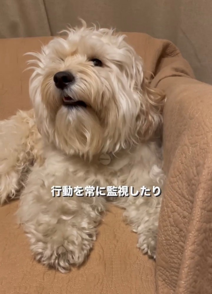 ソファの上でまっすぐ見つめる犬