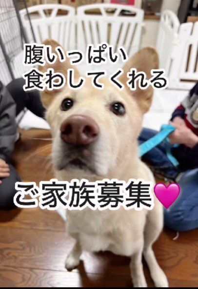現在も里親募集中です♡