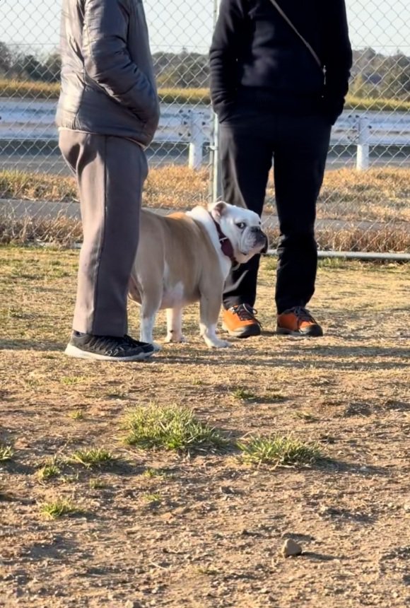 横目で見るぱせり君