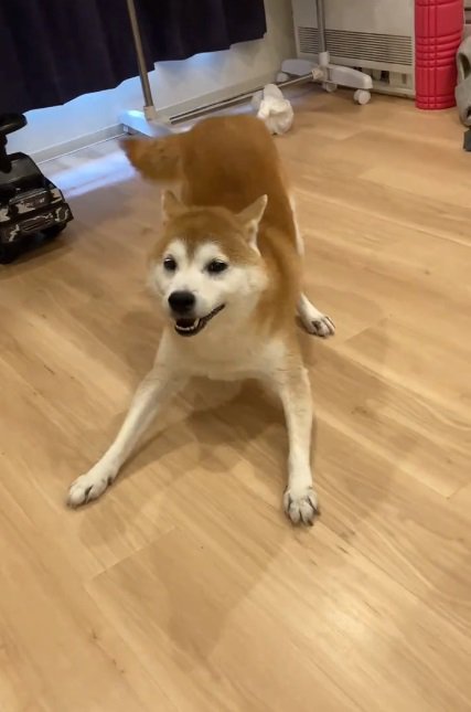 フェス継続の甚八くん