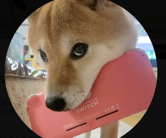 柴犬