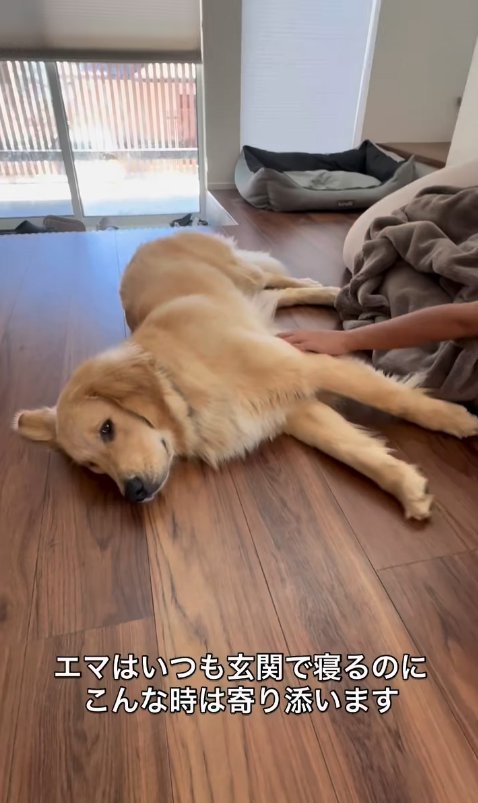 長男に寄り添う大型犬