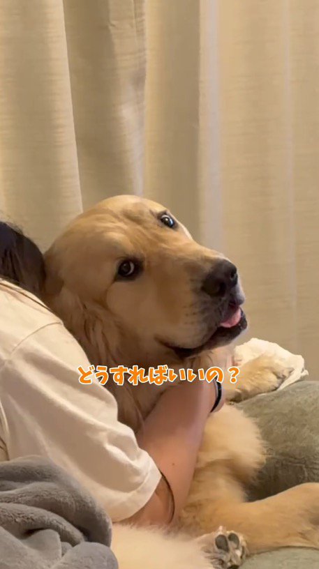 助けを求めるように飼い主に視線を送る犬