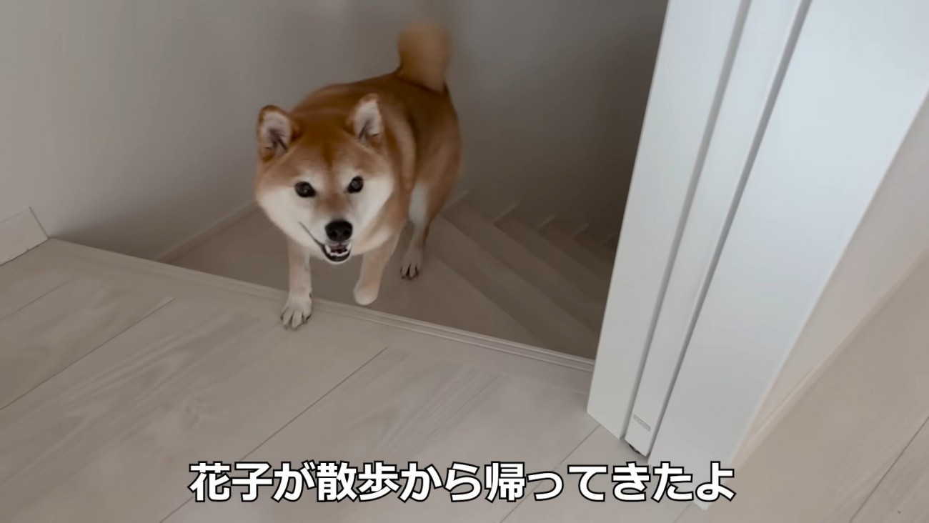 お散歩から帰ってきたら…